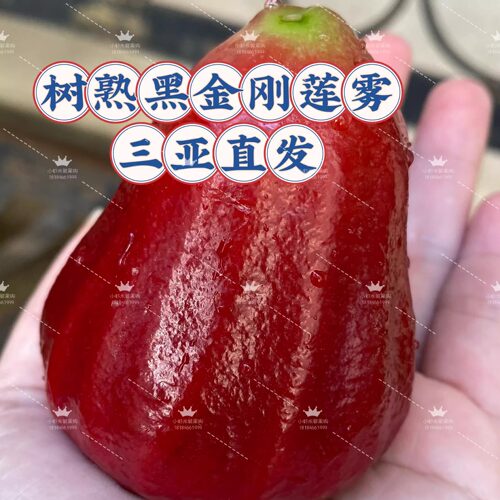 海南树熟黑金刚莲雾三亚新鲜水果