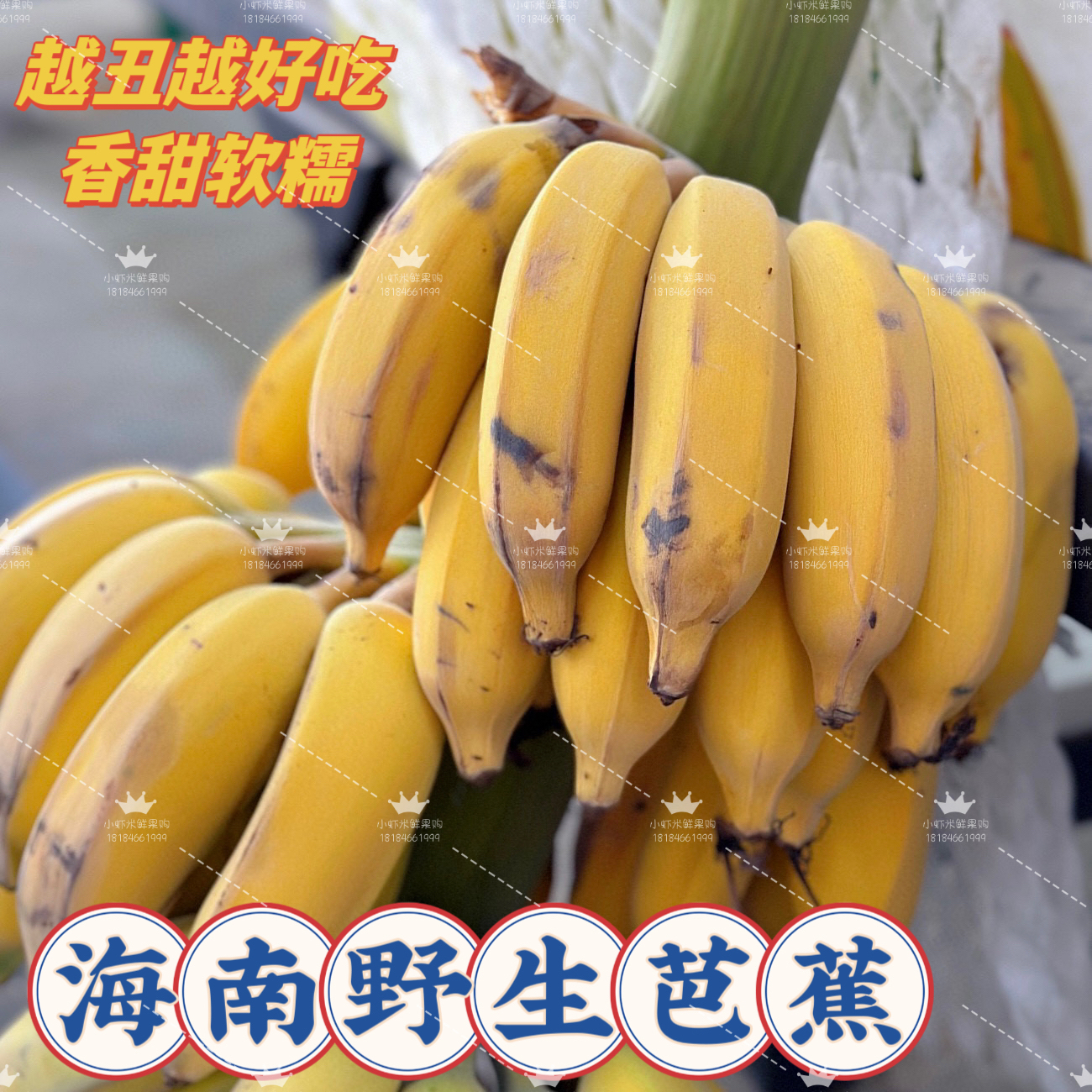 海南五指山野生芭蕉软糯香甜香蕉纯天然生长采摘新鲜水果5斤顺丰