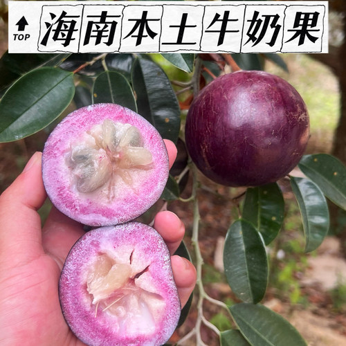 海南直发三亚本土种植牛奶果非进口果当季新鲜水果现摘现发怪好吃