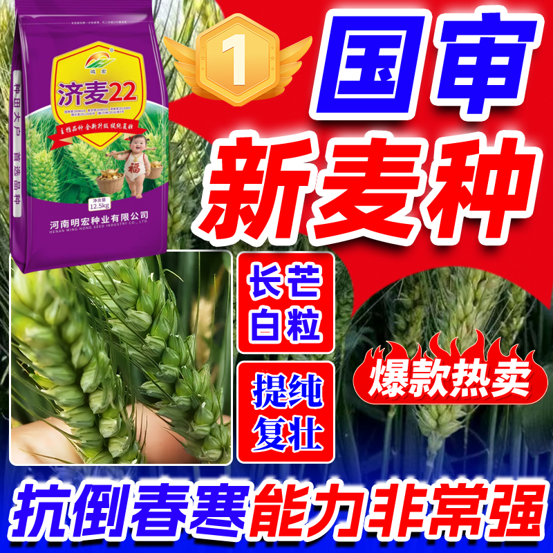 批发济麦22国审小麦原种高产矮秆大穗小麦种子正品耐寒优质冬抗倒