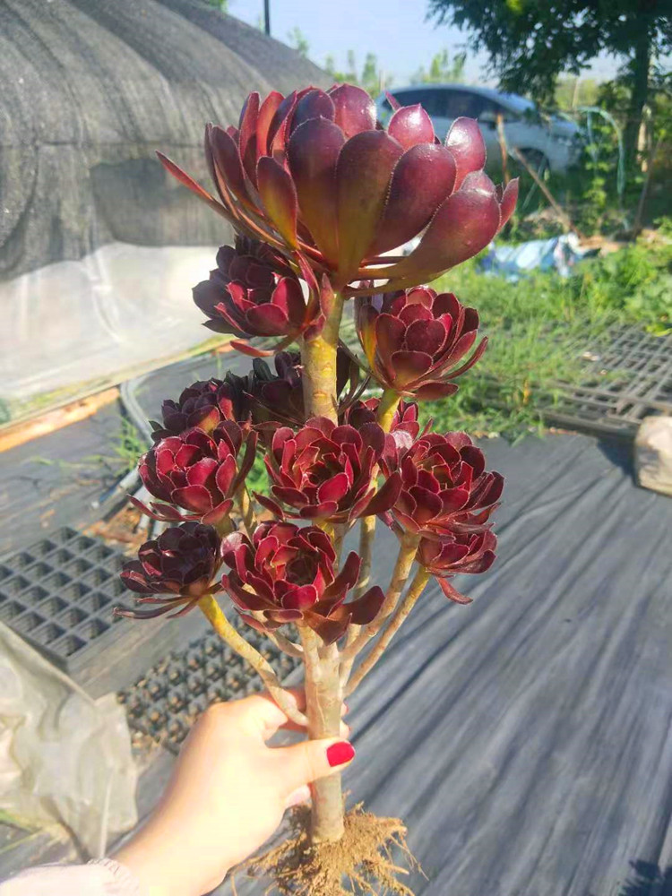 黑法师多头老桩尖叶黑法师玫瑰法师老桩桌面绿植大型多肉植物好养