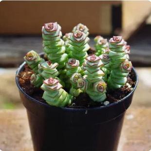 钱串多肉植物室内新手好养肉肉钱串子稀有品种盆栽花卉