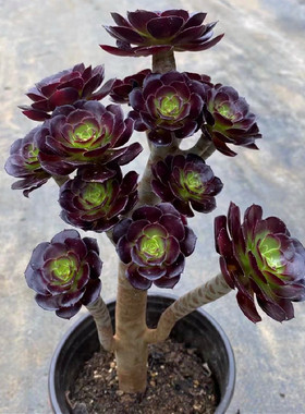 高级精品老桩黑武士法师多肉植物大颗好花卉养室内花卉盆栽绿植