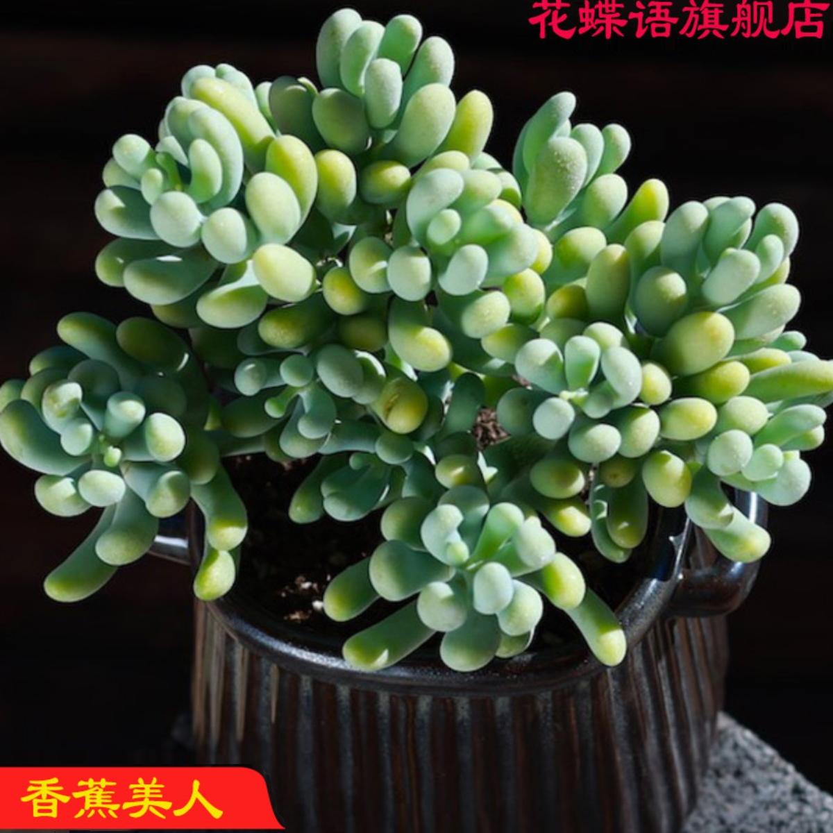 香蕉美人可爱萌香气多肉植物景观花园阳台办公室盆栽老桩出锦包邮