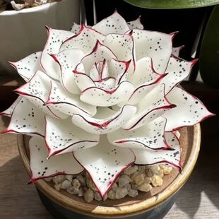 多肉套餐特玉莲女王麦秆剑司诺娃水蜜桃侧影室内桌面盆栽