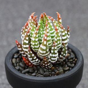 鹰爪硬叶十二卷多肉植物新手组合盆办公室桌面绿植花卉小盆栽