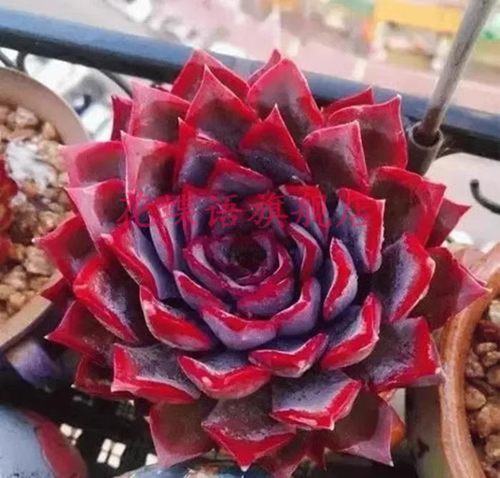 暗冰多肉粉多肉紫珍珠群生