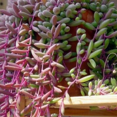 多肉植物紫玄月吊兰佛珠情人泪办公室内垂吊型盆栽花卉珍珠吊兰