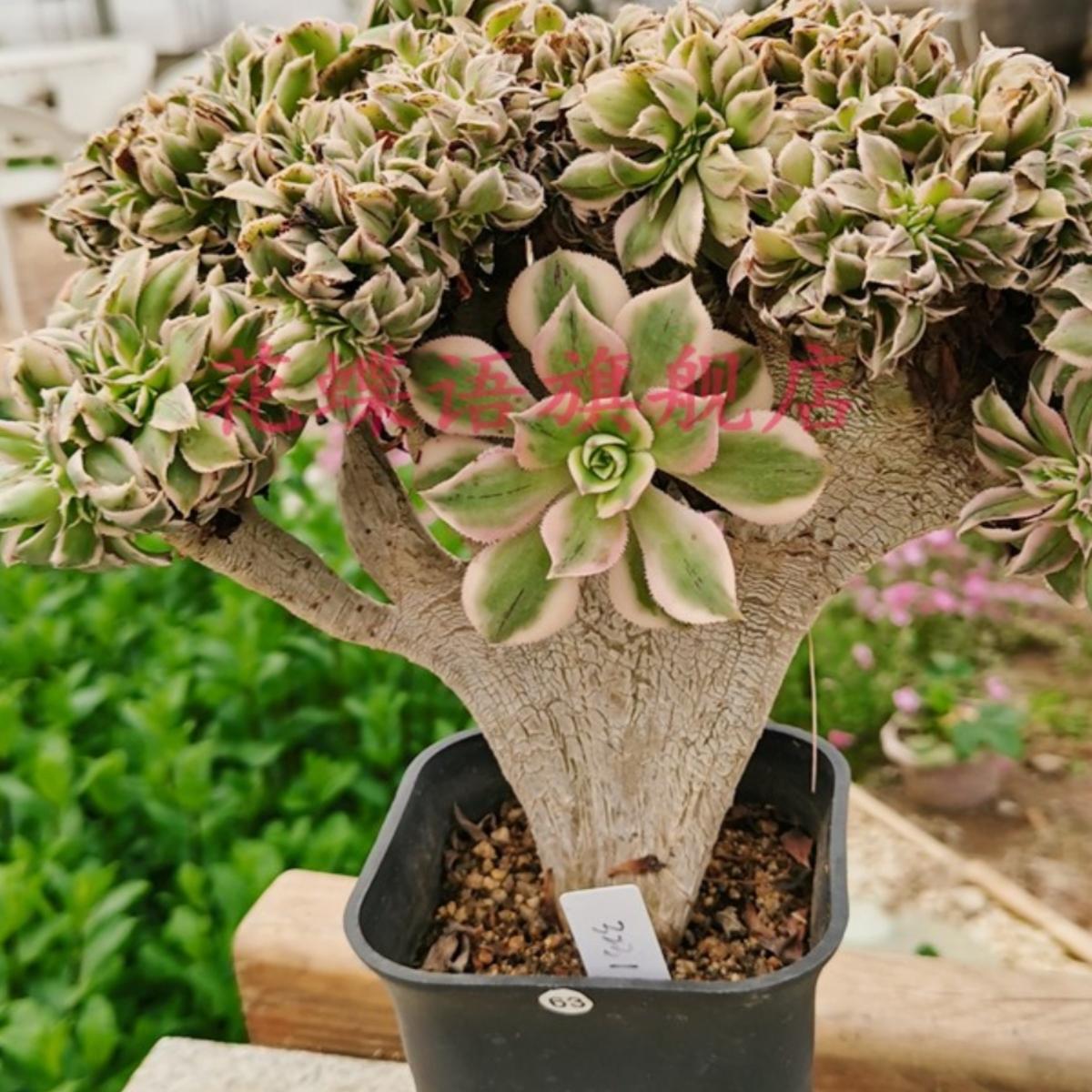 灿烂缀化老桩 灿烂缀化多肉植物 木质化桩多肉植物室内盆栽