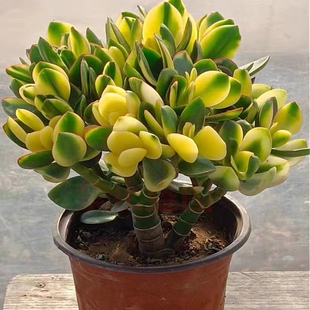 新花月锦老桩玉树老桩一物一拍落日之雁姬红花月黄金花月包邮超大