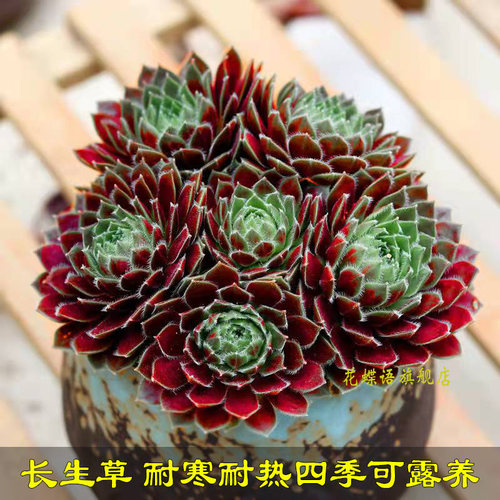 多肉植物进口长生草神须草