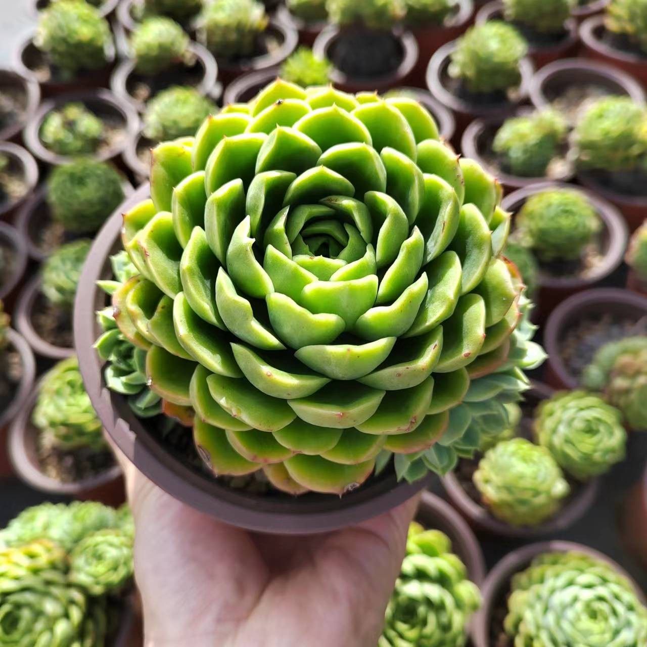 酸橙辣椒多肉植物清棚大促包邮冬美人绿植盆栽组合套餐老桩