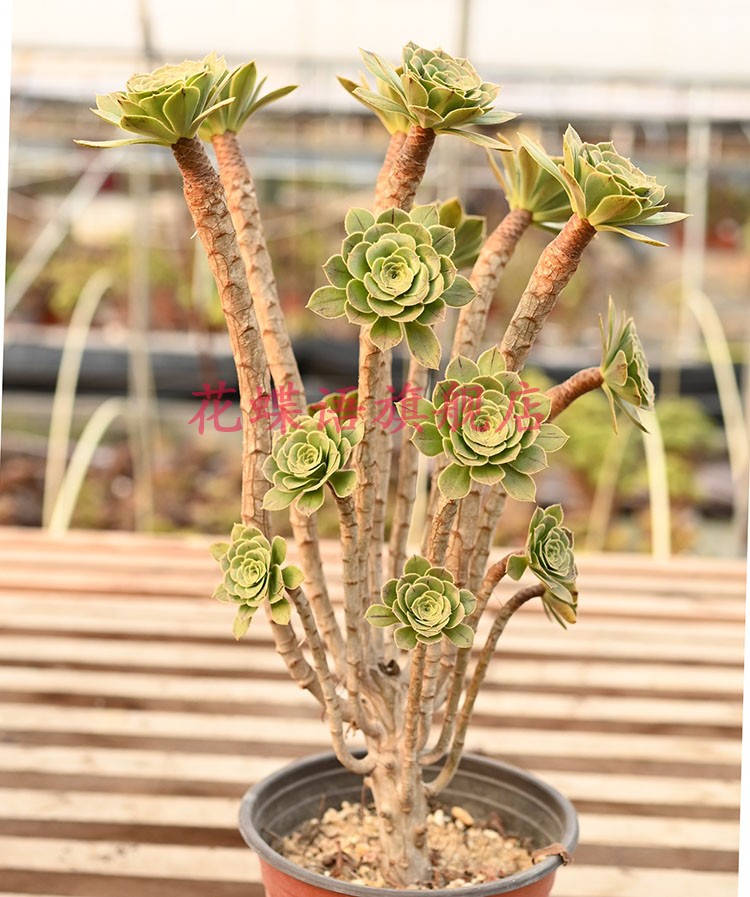 原始绿法师莲花掌属多头群生多肉植物一物一拍造型老桩绿植