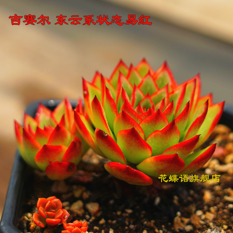 【吉赛尔多肉植物】吉赛尔多肉植物景天单头或群生或老桩景天肉肉