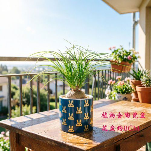 酒瓶兰多头盆栽绿植网红款懒人花卉室内外好养多年生精品桌面书房