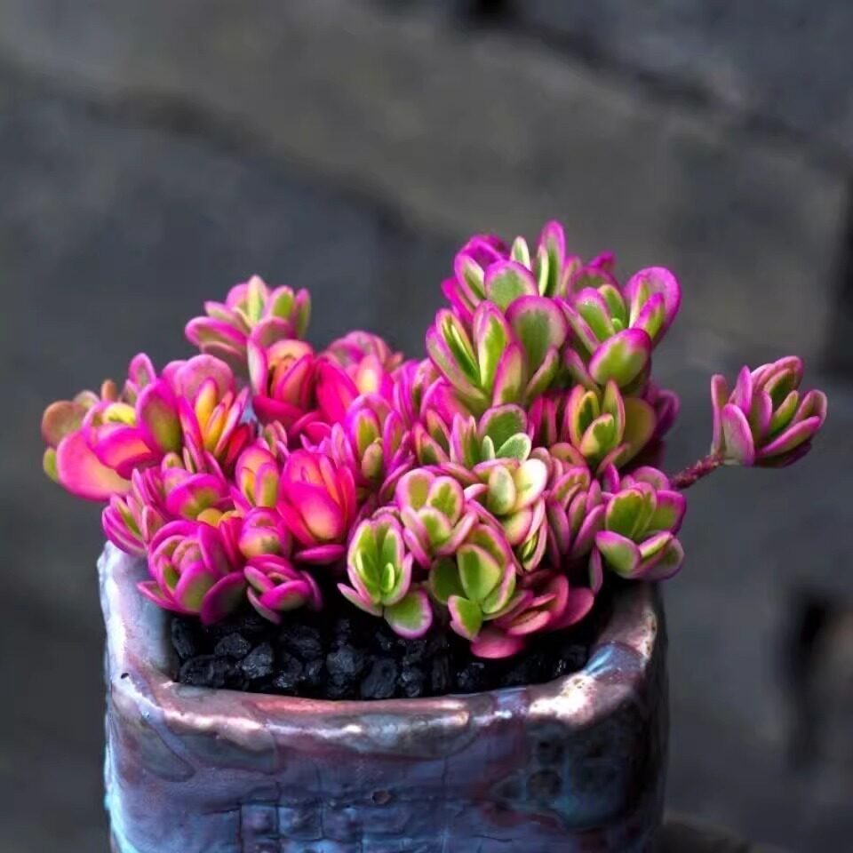夏季植物太阳花锦多肉植物群生好养易爆盆迷你小盆栽室内盆栽花