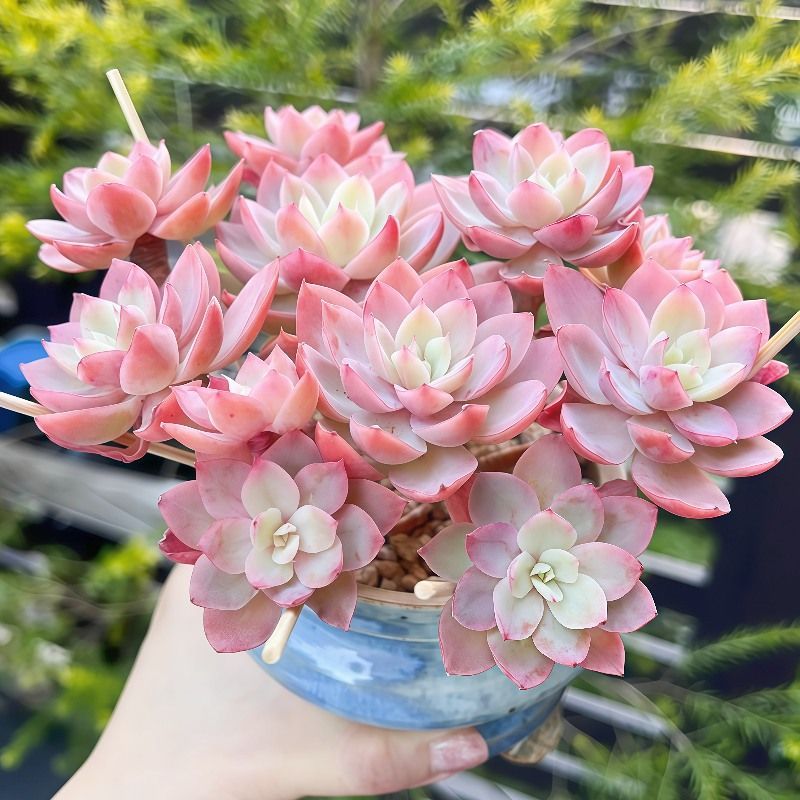 丝绸面纱精品多肉植物新手绿植好养盆栽耐寒多头室内阳台老桩清仓