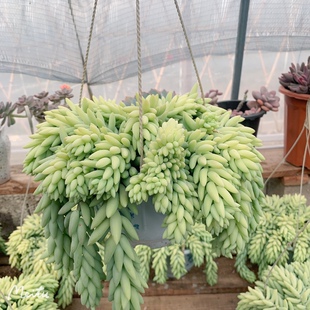 大盆象牙玉坠群生多头肉肉植物悬崖瀑布造型原始尖叶趣味阳台多肉