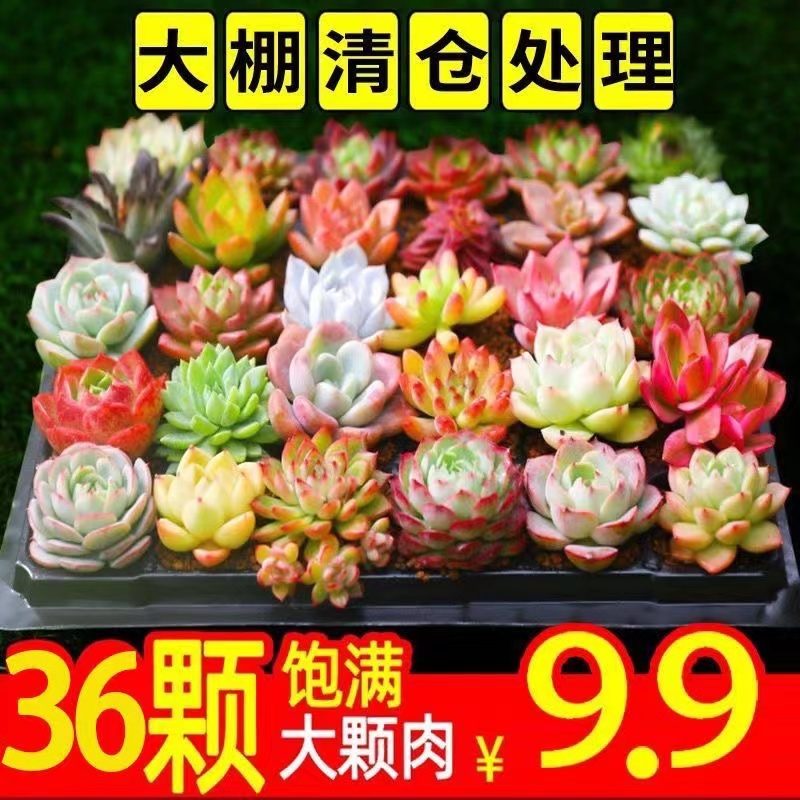 多肉贵货超萌套装组合盆栽美肉状态绿植室内花卉带盆送土创意拼盘,鲜花速递/花卉仿真/绿植园艺,多肉植物,淘宝优惠券,粉丝福利购,淘宝优惠卷