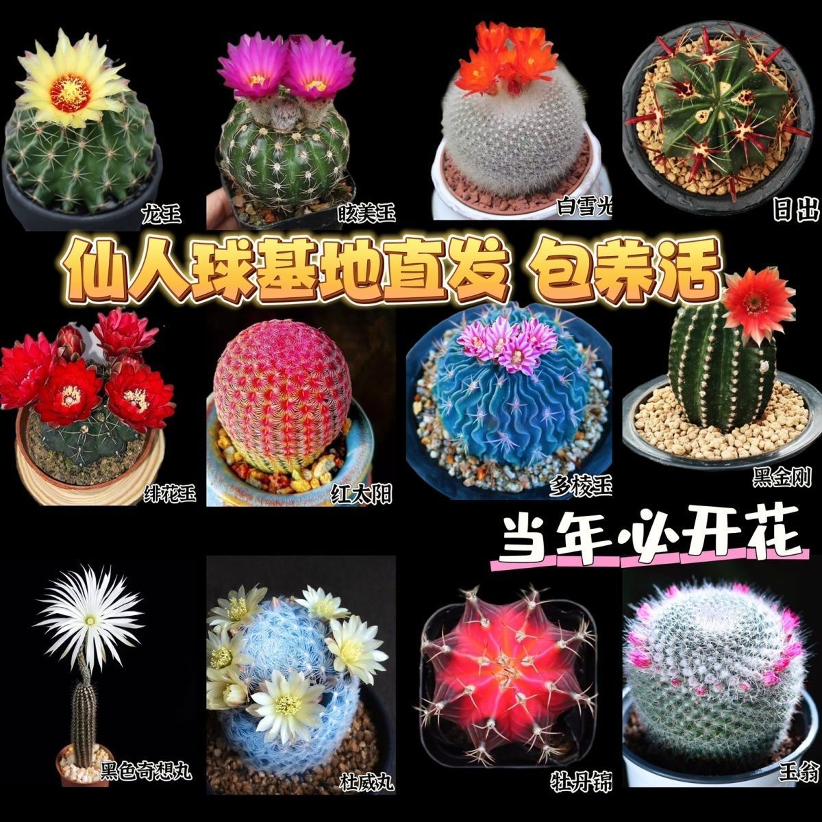 实生仙人球鸾凤玉红太阳组合套餐多肉植物室内盆栽办公客厅