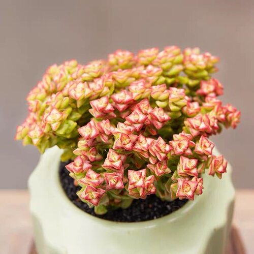 小米星群生老桩多肉植物