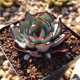 剑司诺娃多肉植物精品贵货品种办公室桌面迷你盆栽花卉阳台花卉