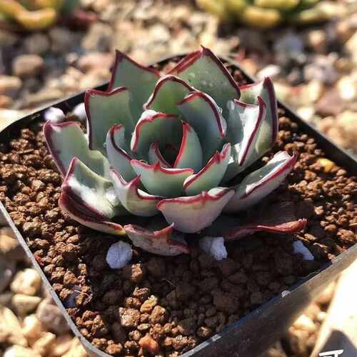 剑司诺娃多肉植物精品贵货品种办公室桌面迷你盆栽花卉阳台花卉