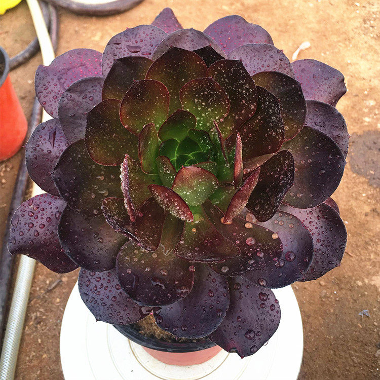 多肉植物花卉 独眼巨人 黑法师 圆叶法师多肉植物盆栽花卉绿植