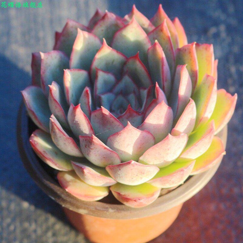 超大月光女神群生多肉植物精品室内阳台花卉稀有品种多肉绿植