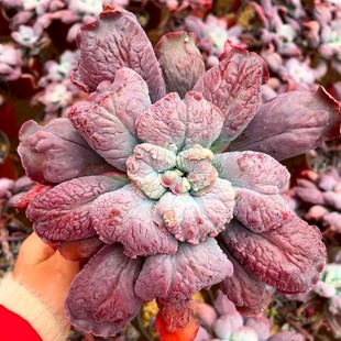 狂野男爵大颗多头群生观赏肉肉尼古拉斯贵货植物盆栽花卉云南