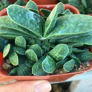 子宝群生多肉植物室内喜阴肉肉盆栽办公室内桌面小绿植