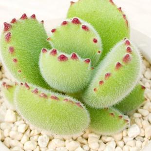 熊童子多肉植物盆栽多头群生熊爪爪白熊泰迪熊彩虹熊超萌肉肉绿熊