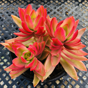 火祭多肉植物 火祭锦多肉老桩红色肉肉组合新年节庆年宵花喜庆