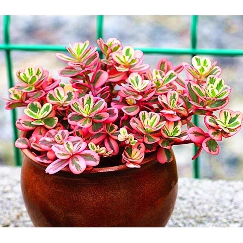 太阳花锦垂吊超大多肉植物景观彩色带香味阳台绿植盆栽花卉易爆盆