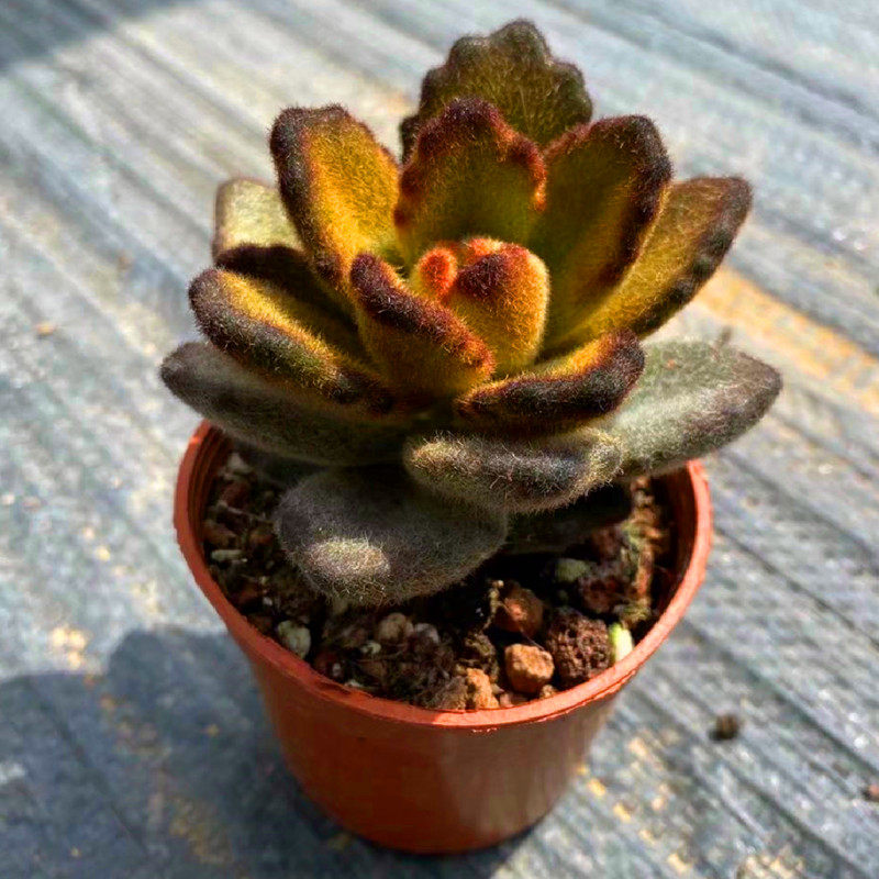 多肉植物泰迪熊毛茸茸