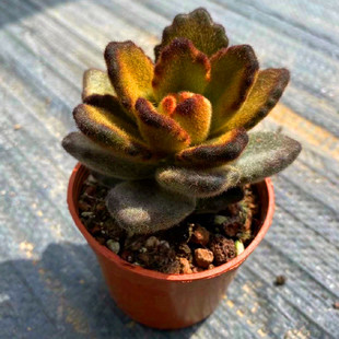 多肉植物泰迪熊毛茸茸绿植组合盆栽创意迷你花卉新款 萌肉肉