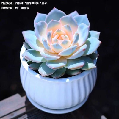 粉蓝鸟锦多肉植物莲花座蓝石莲厚叶蓝鸟办公室内盆栽高颜值