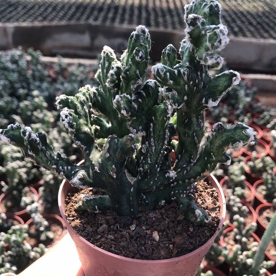 残雪冠 残雪之峰残雪缀化 五指山残柱属趣味多肉植物