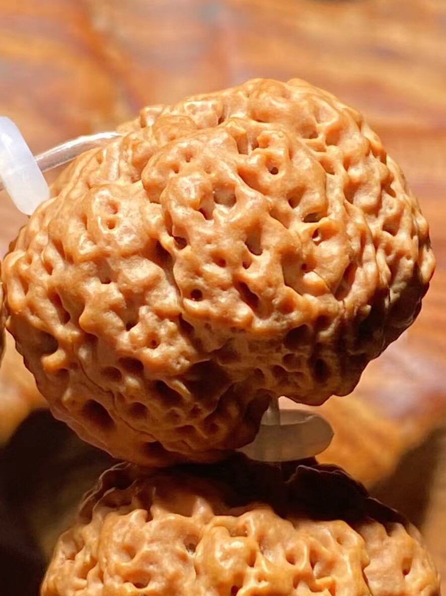 네팔 순수한 혈액 5 꽃잎 5성 여왕벌 고밀도 전체 육체 VAJRA BODHI 종자 부처님 비즈 팔찌