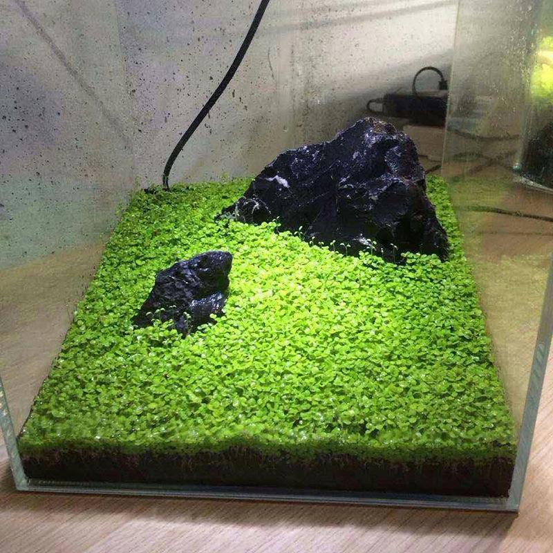 水草种子鱼缸造景水草种子无需CO2水草种子水草籽发芽快包活爆款