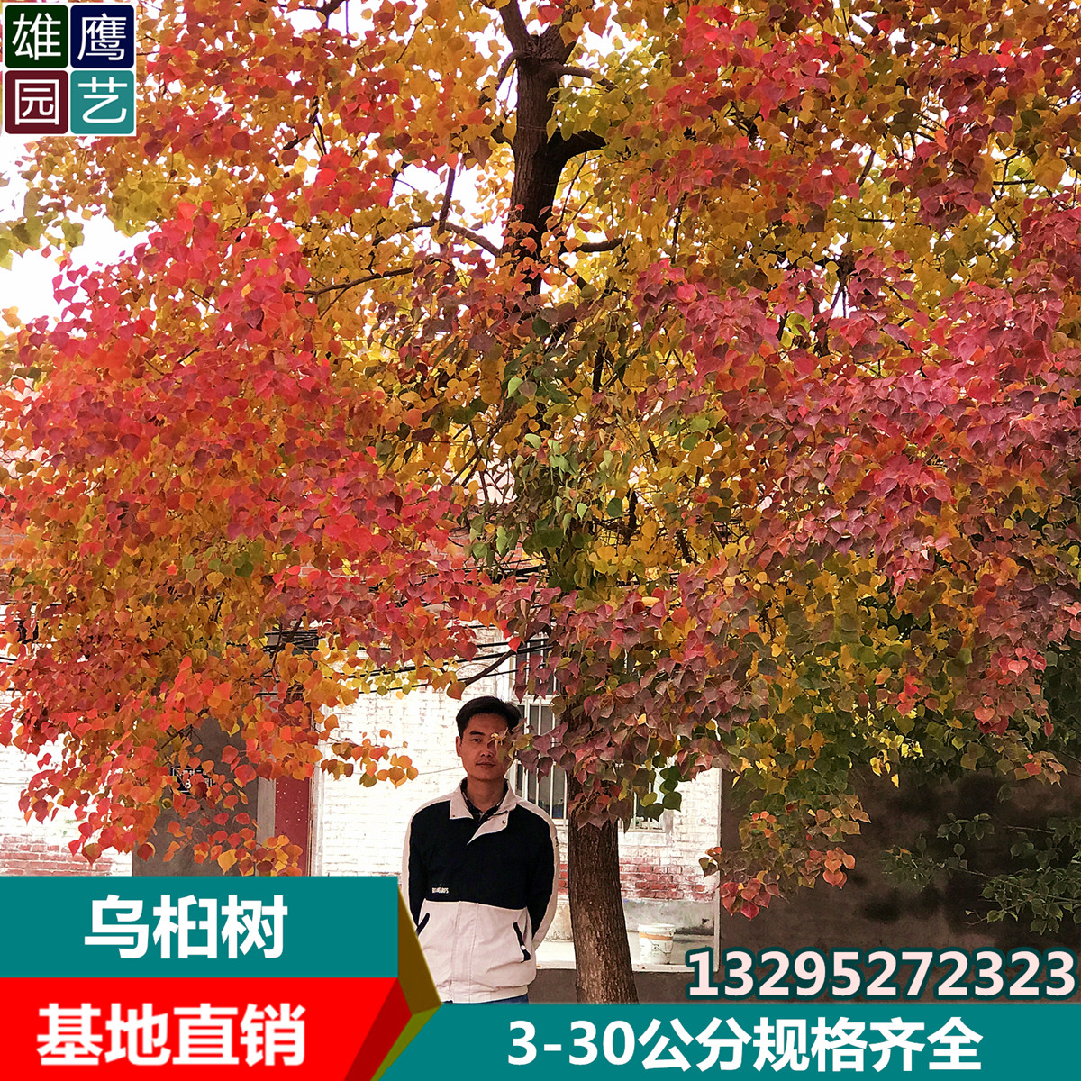 红叶乌桕树苗山红叶南北方别墅庭院绿化树耐寒丛生乌桕景观彩叶树