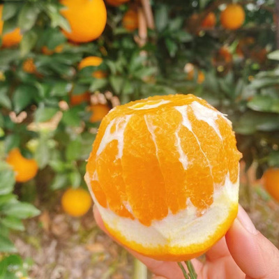 正宗橙子赣南脐橙10斤大果