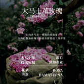 大马士革玫瑰原精Rosemary保加利亚花朵溶剂萃取