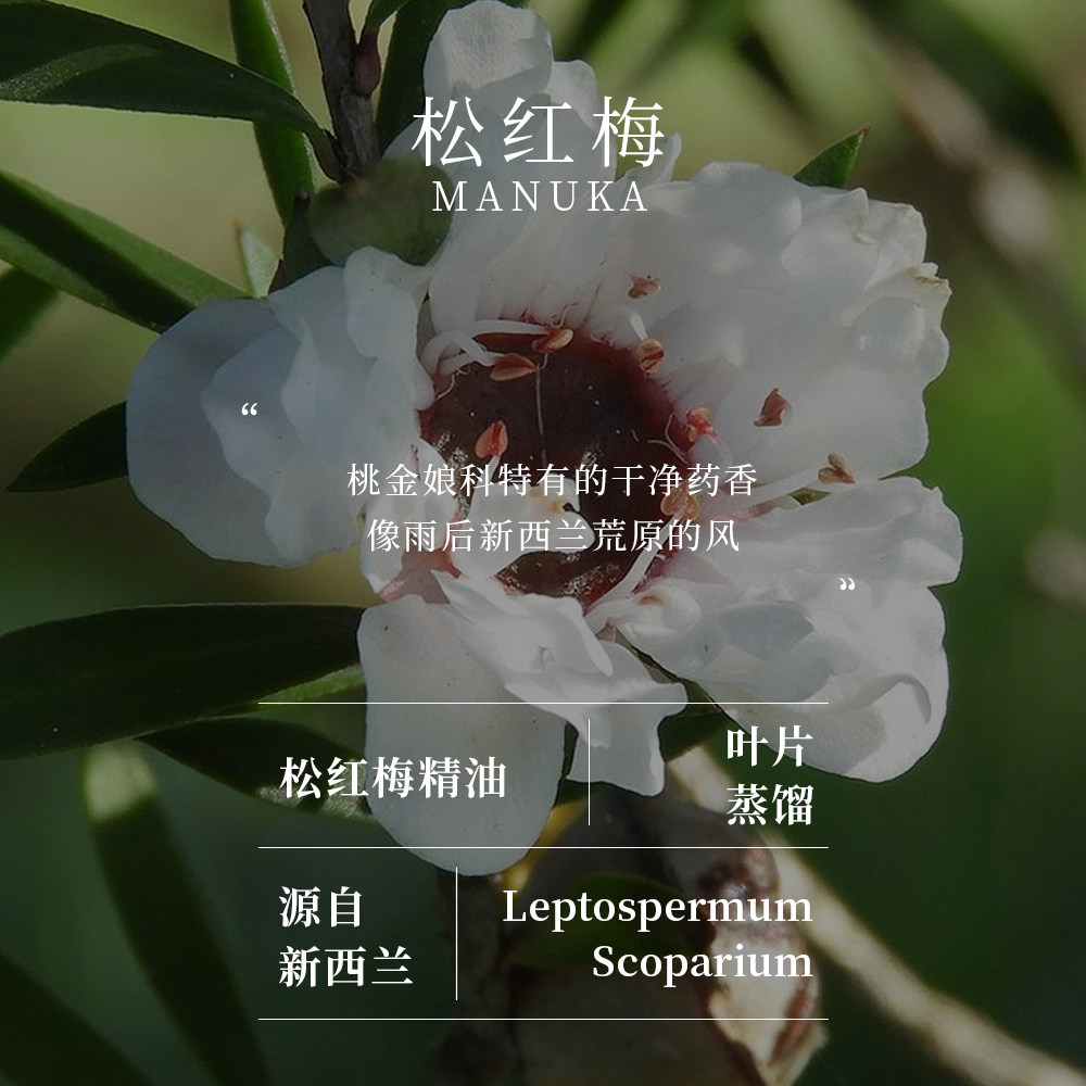 松红梅精油 单方精油 新西兰 叶片蒸馏萃取