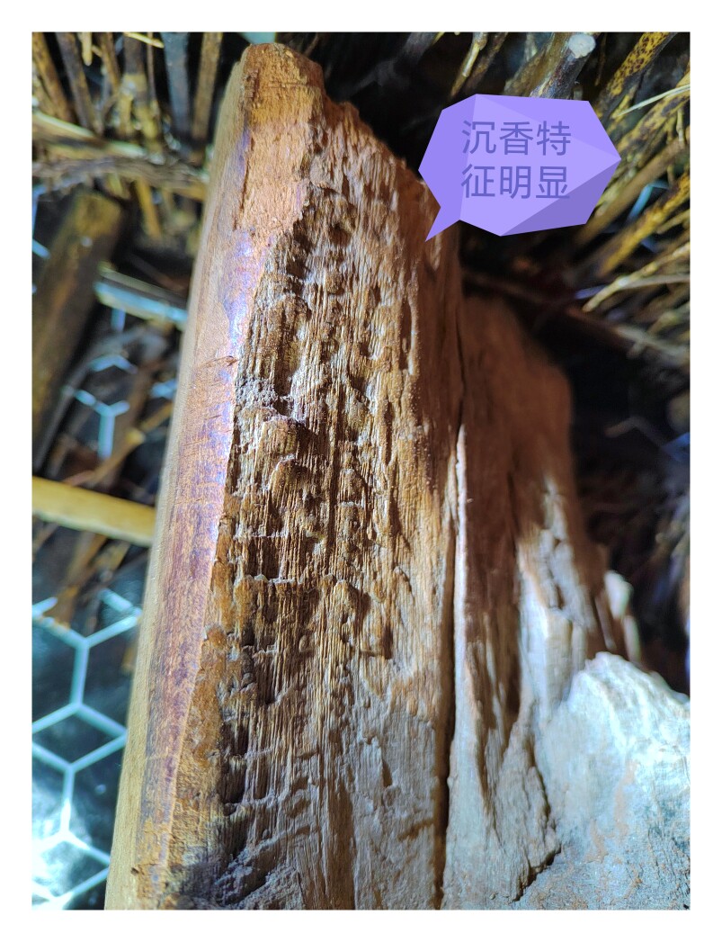 海南黎族收藏千年海南黄熟香兰奢侍，沉香特征明显香韵醇厚扑鼻