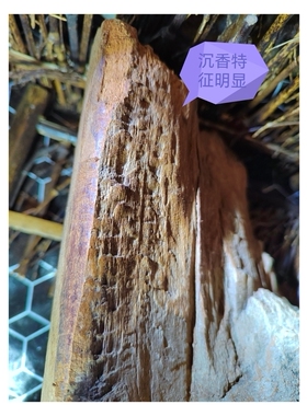海南黎族收藏千年海南黄熟香兰奢侍，沉香特征明显香韵醇厚扑鼻
