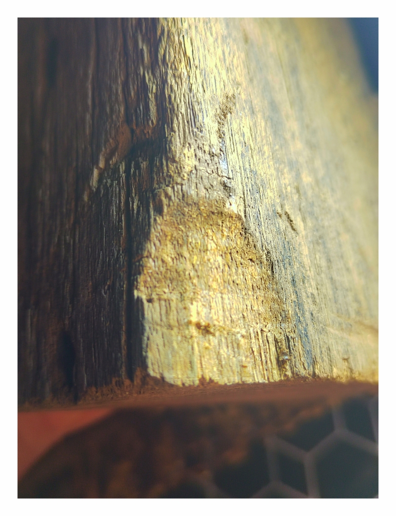 616克海南蜜香树瑞香科奇楠沉香绿奇楠,沉香特征明显香韵药香