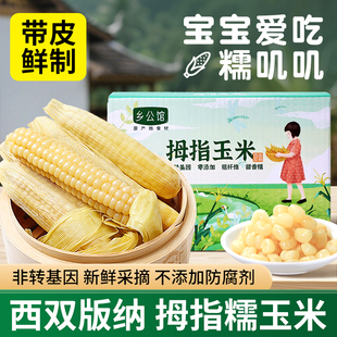 云南西双版 纳香糯拇指小玉米新鲜乡公馆真空儿童宝宝早餐手指玉米
