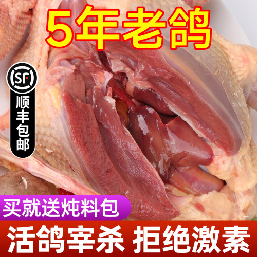 5年老鸽子农家散养新鲜现杀