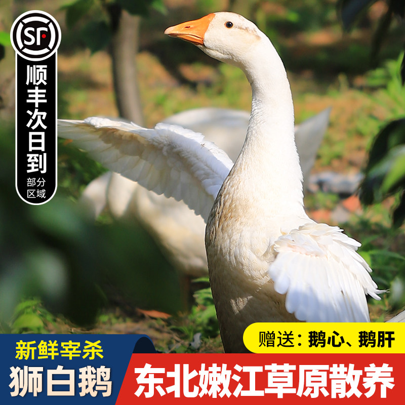 大鹅整只农家散养新鲜正宗东北大鹅生鲜土鹅仔鹅非老鹅铁锅炖大鹅